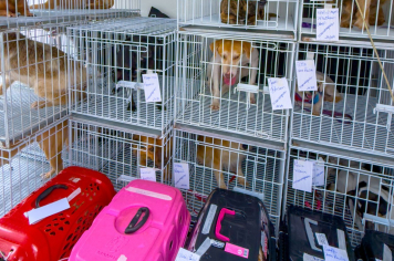 Programa Municipal de Castração segue com  mais 22 animais encaminhados
