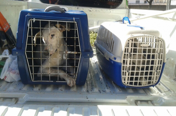 Cachorros são resgatados após denúncia de maus-tratos em Mandaguaçu