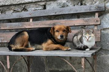 Mandaguaçu cria Programa de Castração Gratuita para Cães e Gatos
