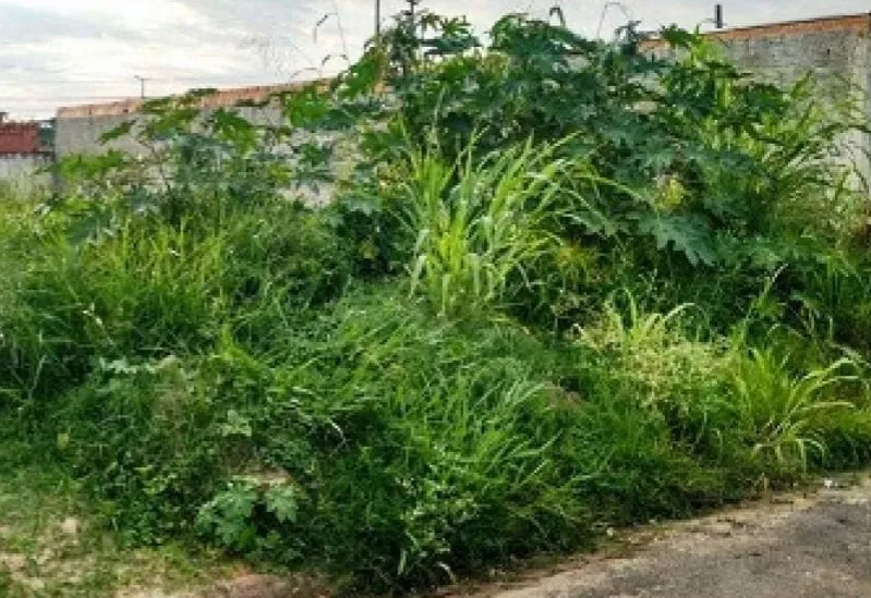 Prefeitura intensifica fiscalização em terrenos com mato alto