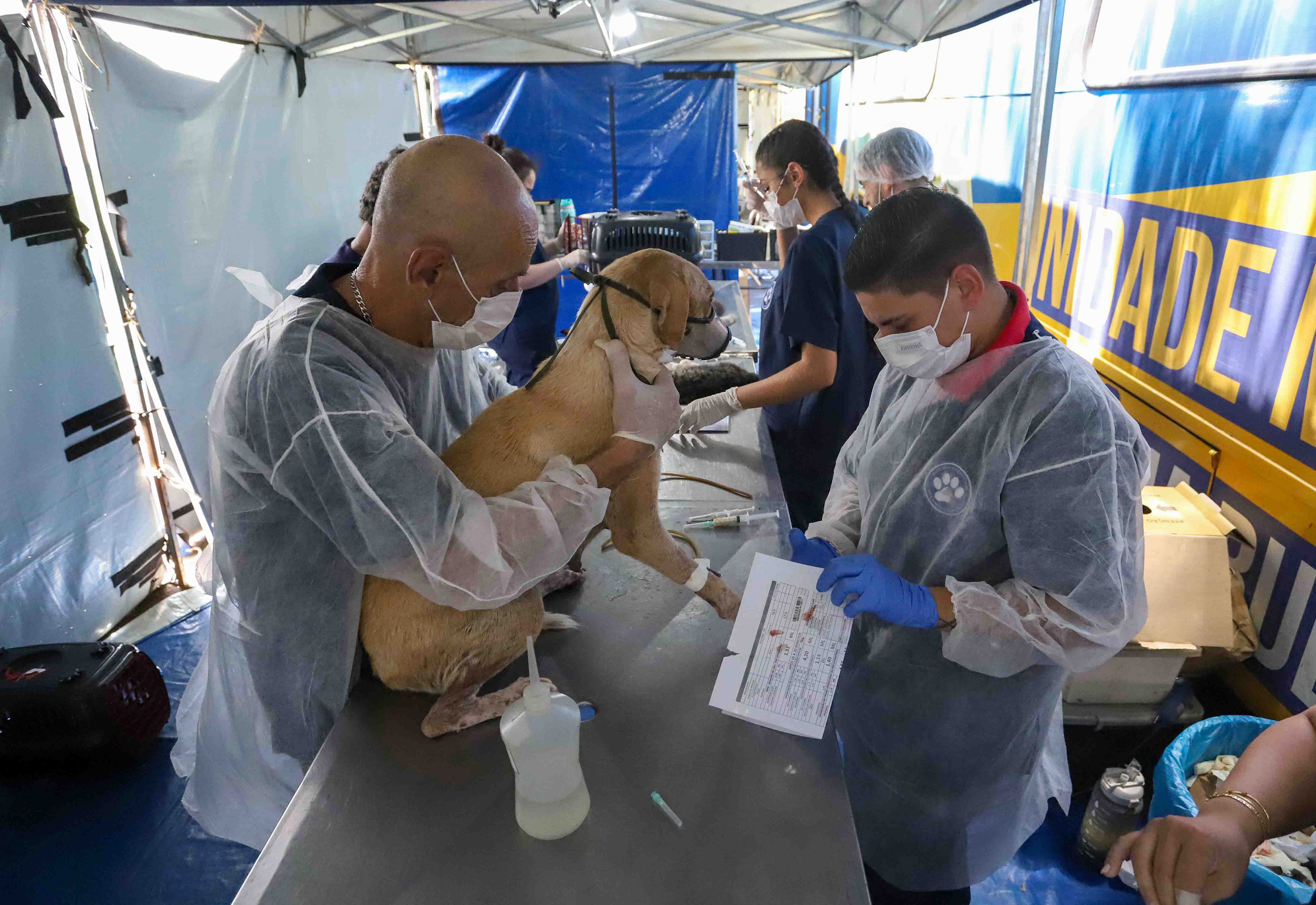Prefeitura realiza vacinação antirrábica nesta terça, 15, em dois locais