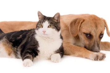 Mandaguaçu segue cumprindo metas com programa de castração