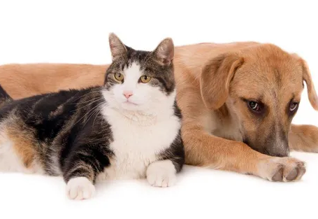 Mandaguaçu segue cumprindo metas com programa de castração