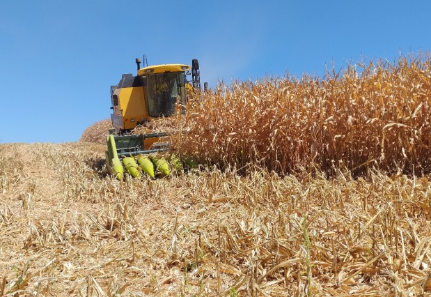 VBP de Mandaguaçu cresce e alcança R$ 456,6 milhões em 2024